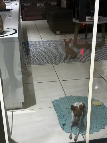 Pinscher O Disponível para Cruza