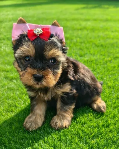 Yorkshire Terrier Fêmea Irresistível