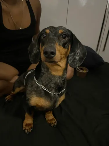 Daschund Arlequim Macho 