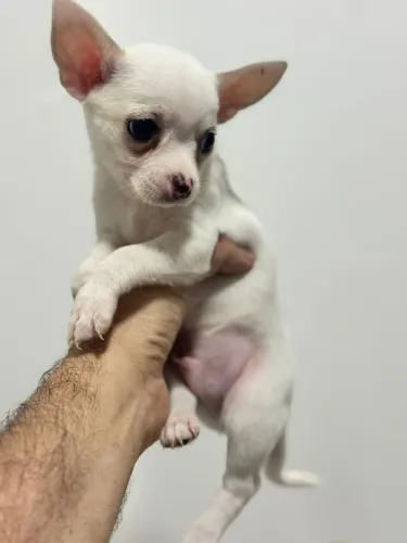 Chihuahua Puro