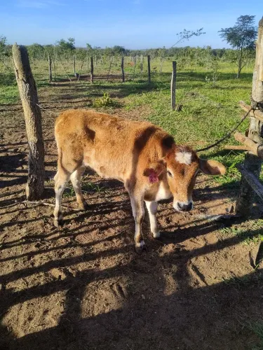 Bezerras recria e vacas