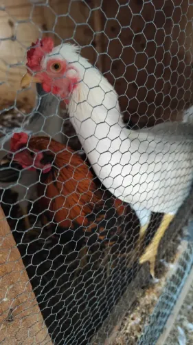 Frango índio Branco, Franga índia Rajada e Frango Caipira.