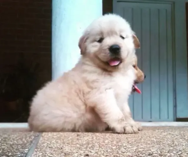 Filhotes de Golden Retriever | Alegria em cada passo.