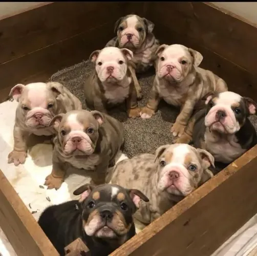 American Bully - O Arraia Da Fofura Já Começou