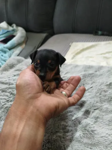 Pinscher 1 macho 40 dias