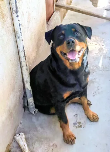 MARAVILHOSA FÊMEA ROTTWEILER