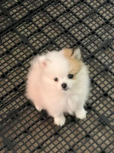 Spitz Alemão lindo