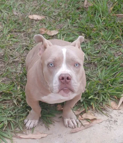 AMERICAN BULLY MICRO TRIBLUE