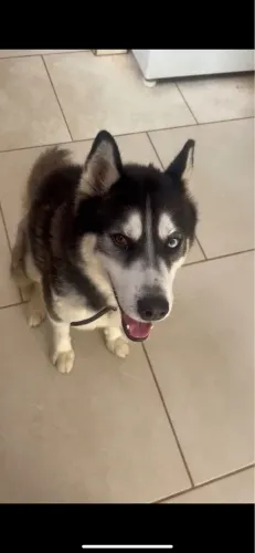 VENDE-SE HUSKY SIBERIANO 