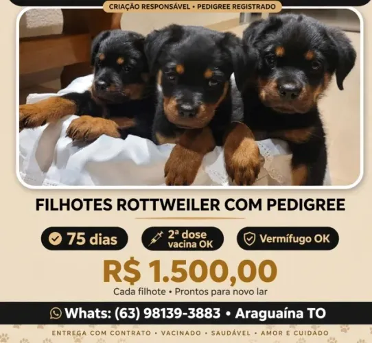 Vendo Filhotes de Rottweiler Com Pedigree