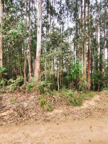 Área com 30.000m2 com 70% de floresta de eucalipto de 15 anos!