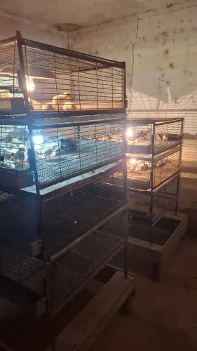 Pintinhos Caipira com Índio Gigante 