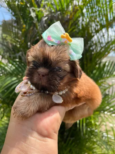 SHIH TZU FÊMEA FÍGADO