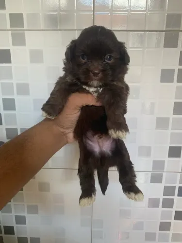 Shih tzu fêmea 