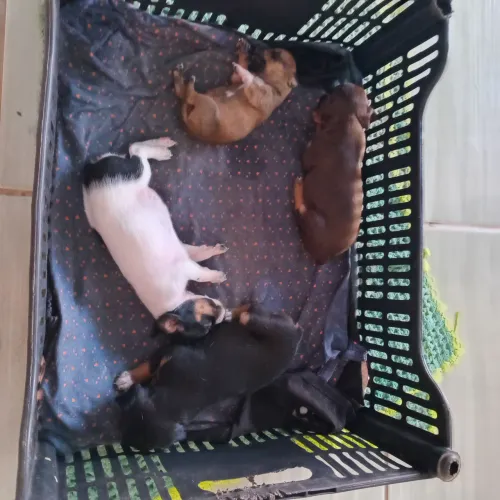Pinscher n1