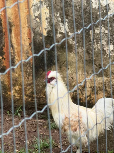 Galo raça sedosa