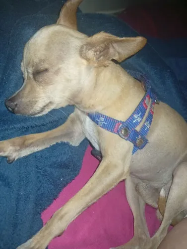 Vendo pinscher de 2 anos todas as vacinas completas