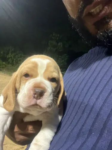 Filhote de Beagle