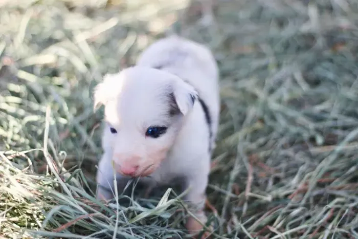 Filhotes de Border Collie | Prontos para conquistar você.