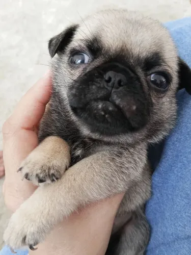 PUG Filhote