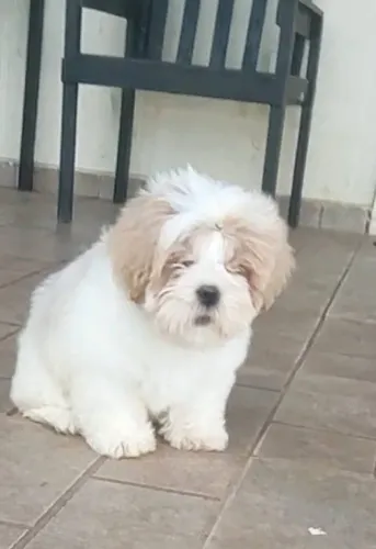 Shihtzu macho muito lindo 90 dias.