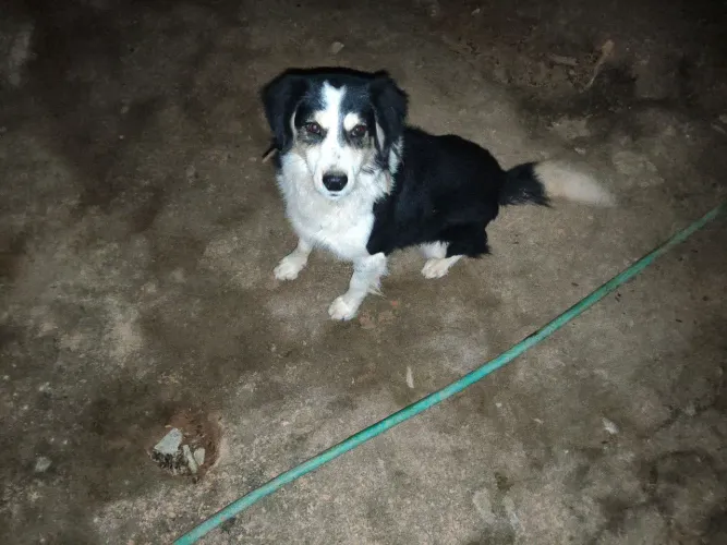 Doa-se cachorro de raça