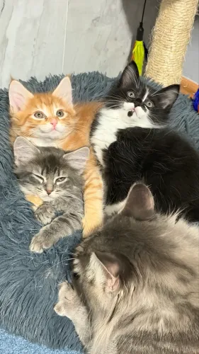 Gato Maine coon