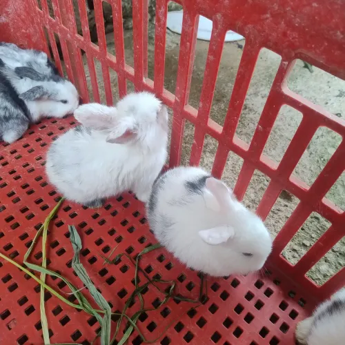 Filhotes de Mini Lop