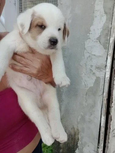Adoção responsável