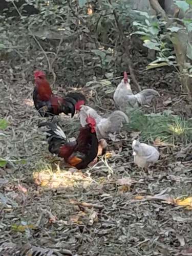 Galo de raça pequena 