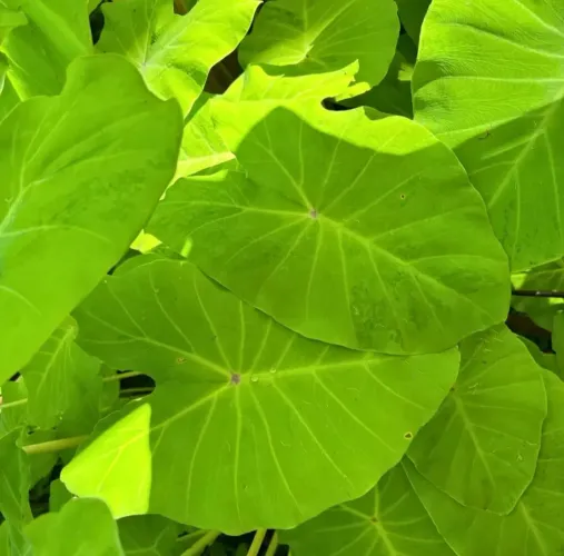 Colocasia Elena