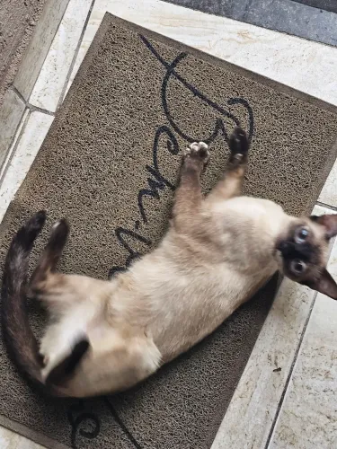 Adoção de uma gata (Consciente)