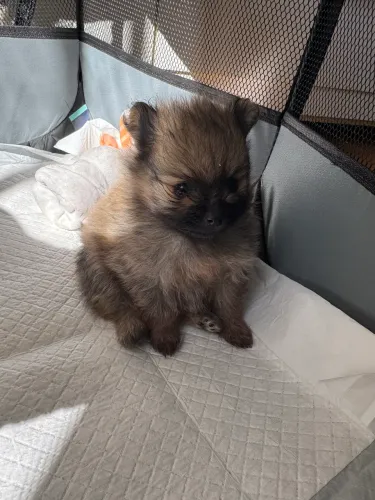 Lulu da pomerânia 