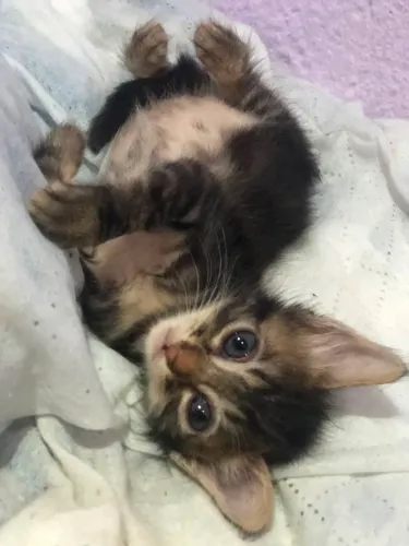 Gatinhas precisam urgente de um lar