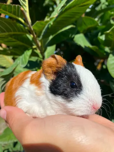 Porquinho da índia