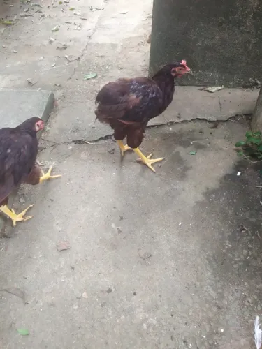 Franguinhos de Rhode Island Red