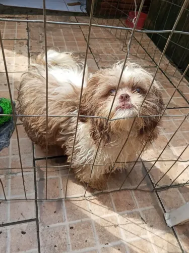 Lindo shih Tzu miniatura todas vacinas importadas promoção