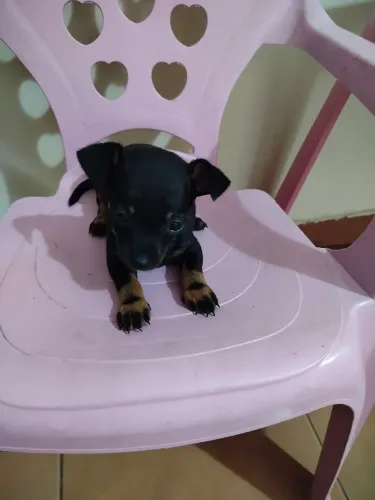 Pinscher fêmea minúscula