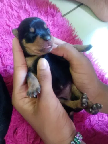 Vendo pinscher miatura macho
