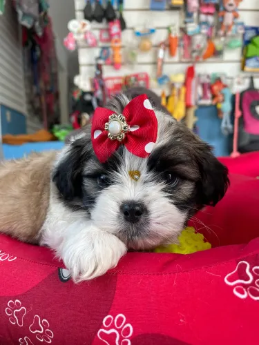 Shih tzu fêmea tricolor disponível $2.300,00