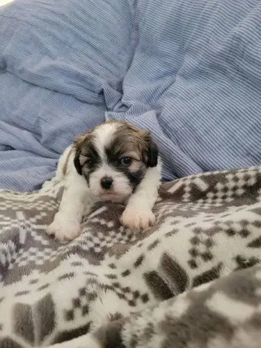 Filhotes de Shih tzu | Sempre conquistando corações.