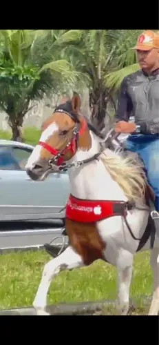 VENDO CAVALO MANGA LARGA