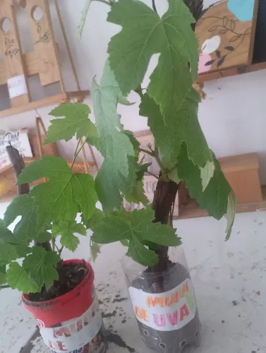 Mudas de uva 