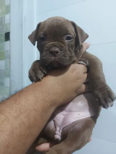 American bully poket fêmea 