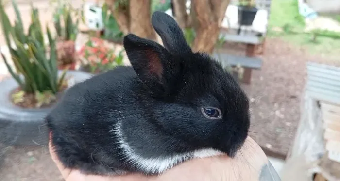 Mini coelhos