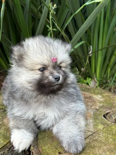 Filhote de pomsky 