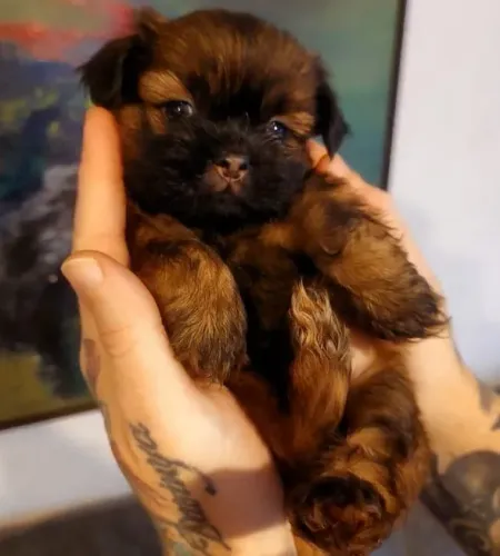 Shih Tzu Fêmea (50dias) - Vermifugadas e com a primeira dose da vacina importada (V10)