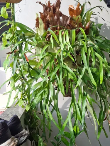Planta samambaia chifre de veado gigante 