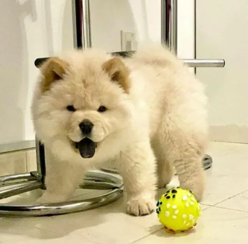 Lindos filhotes de chow chow americano 