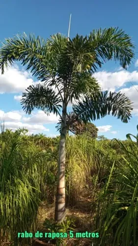 Palmeira Rabo-de-Raposa (Wodyetia bifurcata) - Beleza Exótica para seu Jardim em Goiânia
